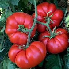 Heirloom Tomato Seeds – Large Juicy Beefsteak Variety – Solanum lycopersicum for Slicing & Sandwiches