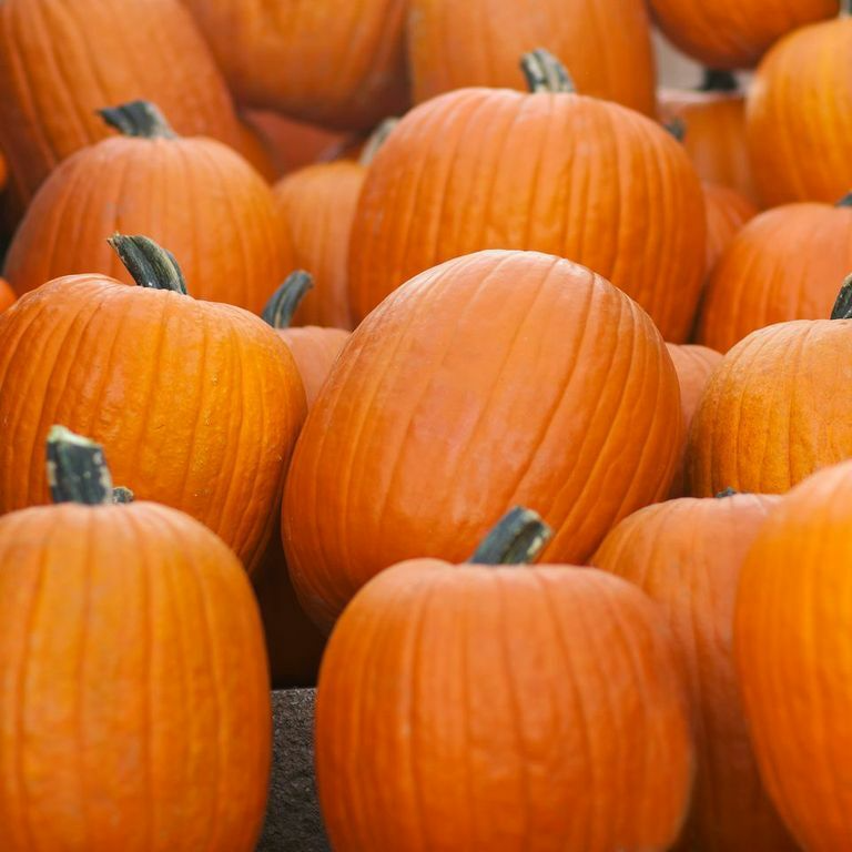Jack O Lantern Pumpkin Seeds - Heirloom Non-GMO Cucurbita Pepo for Carving & Cooking