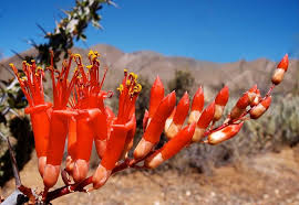 Ocotillo Cutting 4-6" | Fouquieria splendens Desert Shrub | Cold Hardy, Drought Tolerant Starter Plant