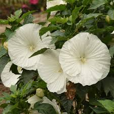Dwarf White Rose Mallow Seeds | Compact Hardy Perennial Hibiscus moscheutos for Borders & Containers