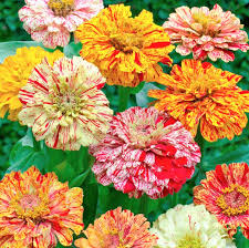 100 Seeds Zinnia Candy Striped Heirloom Double Flowers, Vibrant Garden Accent, Non-GMO, Pollinator-Friendly, Cut Flower Variety