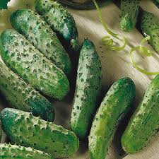 Cucumber Seeds, National Pickling Heirloom Variety, High Yield, Crisp & Tender, Disease Resistant, Garden & Container Planting