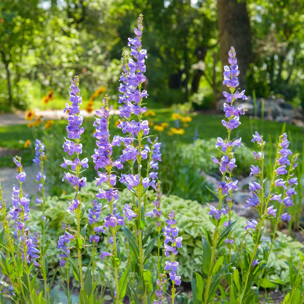 Penstemon Acuminatus Seeds – 100mg Native Wildflower, Lavender-Blue Blooms, Drought-Tolerant, Pollinator-Friendly Perennial