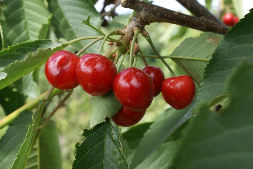 10+ Penny Cherry Fruit Seeds – Sweet Juicy, Cold-Hardy Cherry Tree, Self-Fertile, Late-Season, Home Garden & Orchard