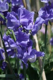 Just Julia Sweet Pea Seeds – 50+ Mid-Blue Blooms Climbing Flower Vine for Bouquets & Gardens – Lathyrus odoratus