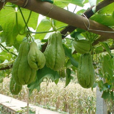 Chayote Squash Mirliton Live Plants – 3 Pack, Edible Vine, Fast-Growing Climbing Plant, Sechium edule