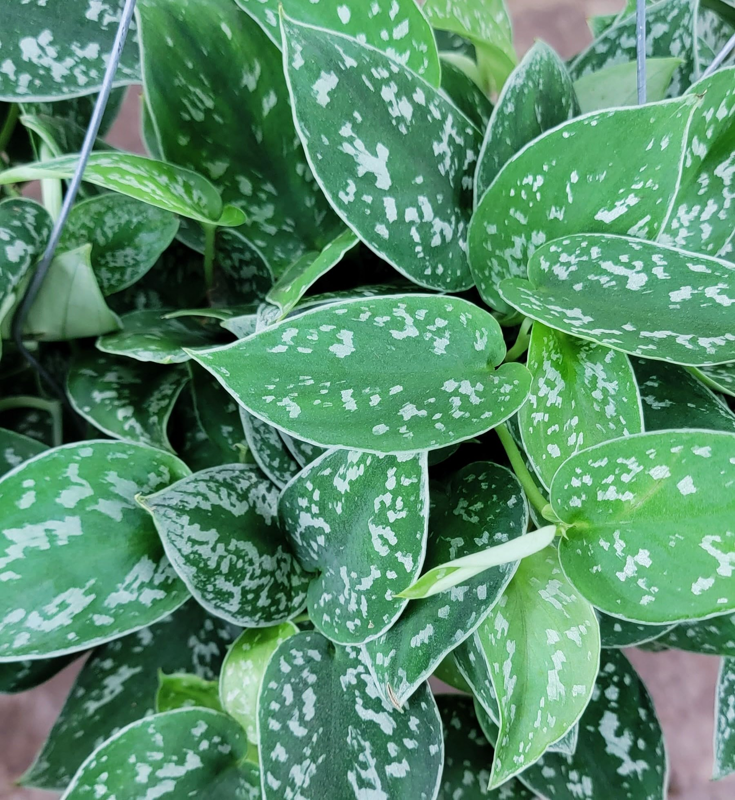 Silver Pothos Live Plant in 4-Inch Pot | Trailing Vine, Low-Light Indoor Houseplant, Scindapsus Argyraeus