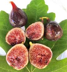 Dark Portuguese Fig Cutting - 6+ Inch Unrooted Scion with 3 Nodes, Ficus carica 'Dark Portuguese', Rare Live Fig Propagation Plant