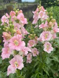 Chantilly Light Pink Snapdragon Seeds | 1000 Seeds | Tall, Fragrant, Pollinator-Friendly Antirrhinum majus for Garden & Cut Flowers
