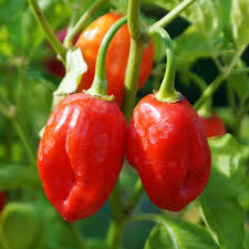 250 mg Habanero Caribbean Red Hot Pepper Seeds | Capsicum chinense | Heirloom Extra-Hot Peppers for Spicy Cooking & Garden Planting
