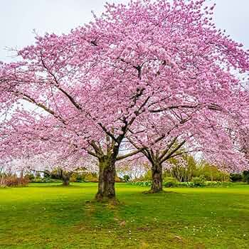 Japanese Cherry Blossom Tree Seeds | Prunus serrulata | Pink Flowers | Bonsai & Garden Ornamental Tree | Spring Blooms