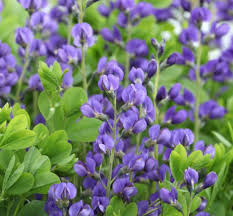 50 Seeds Baptisia australis Wild Indigo Perennial Native Butterfly Host Plant Blue Flowers Pollinator Garden