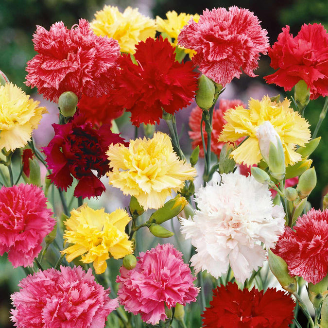 200 Seeds Carnation Grenadin Double Mix - Fragrant, Pollinator-Friendly Dianthus caryophyllus for Gardens & Cut Flowers