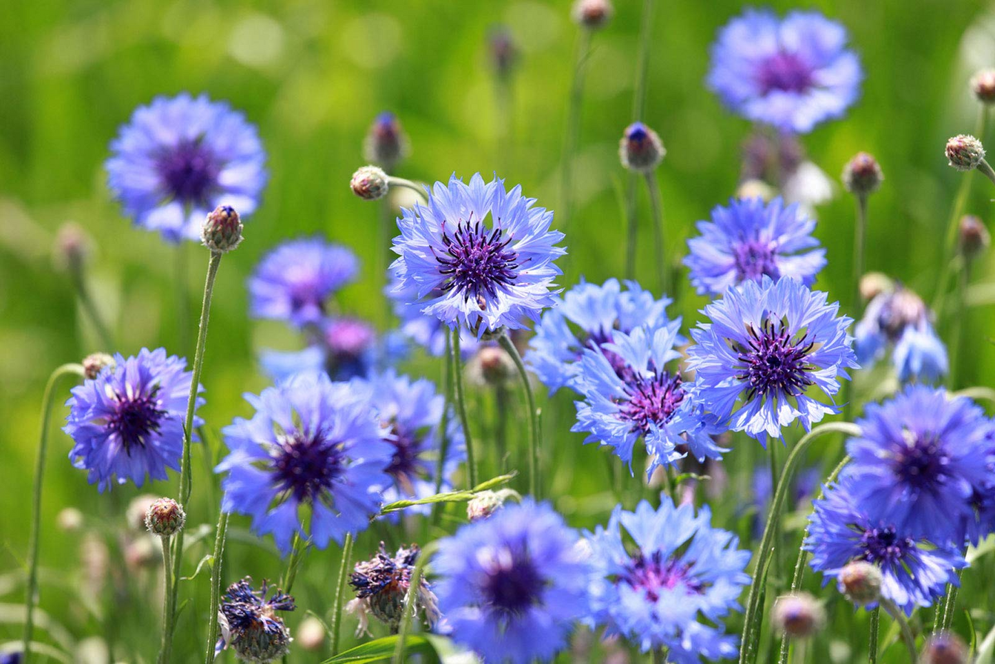 200 Cornflower Seeds - Bachelor Button Mauve Heirloom Flowers - Centaurea Cyanus Non-GMO, Easy to Grow Garden Flower Seeds