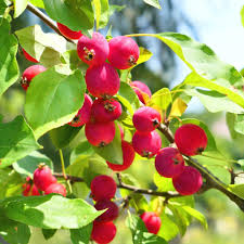Dolgo Crabapple Seeds - Pink Blossoms & Edible Fruit - Malus × robusta 'Dolgo' - Wildlife Friendly Tree Seeds, USA Grown