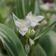 Tradescantia Albiflora 'Quicksilver' Variegated Wandering Jew Unrooted Cuttings – White & Green Foliage, Easy Propagation, Indoor Houseplant