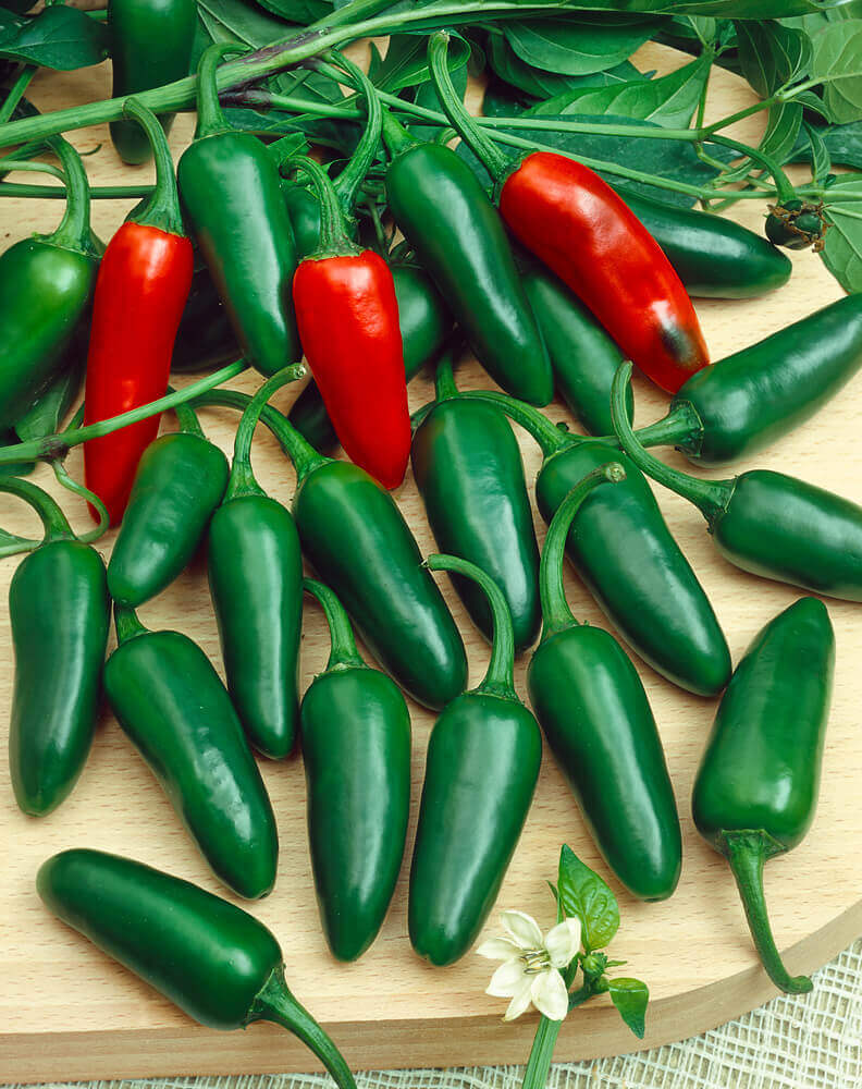 Jalapeño Early Hot Pepper Seeds – Heirloom, Spicy, High Yield, Heat Tolerant, Garden & Container Planting, Capsicum annuum