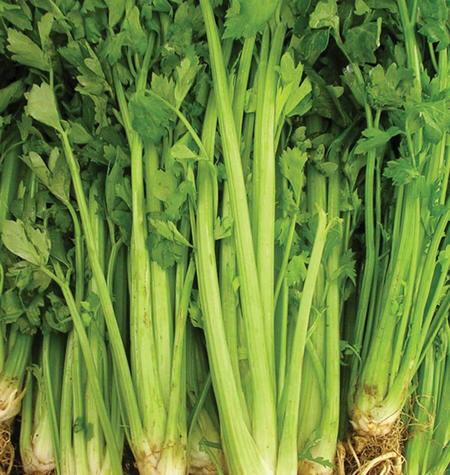 Celery Seeds 1g Tall Utah 52/70 Apium graveolens Heirloom Crisp Sweet Vegetable Seeds for Gardens & Containers