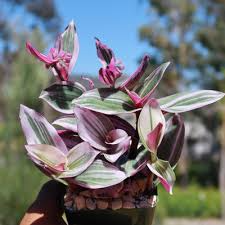 3 Unrooted Tradescantia Nanouk Cuttings – Rare Pink Wandering Jew, Colorful Indoor Houseplant, Propagate Pink Spiderwort, Easy to Grow