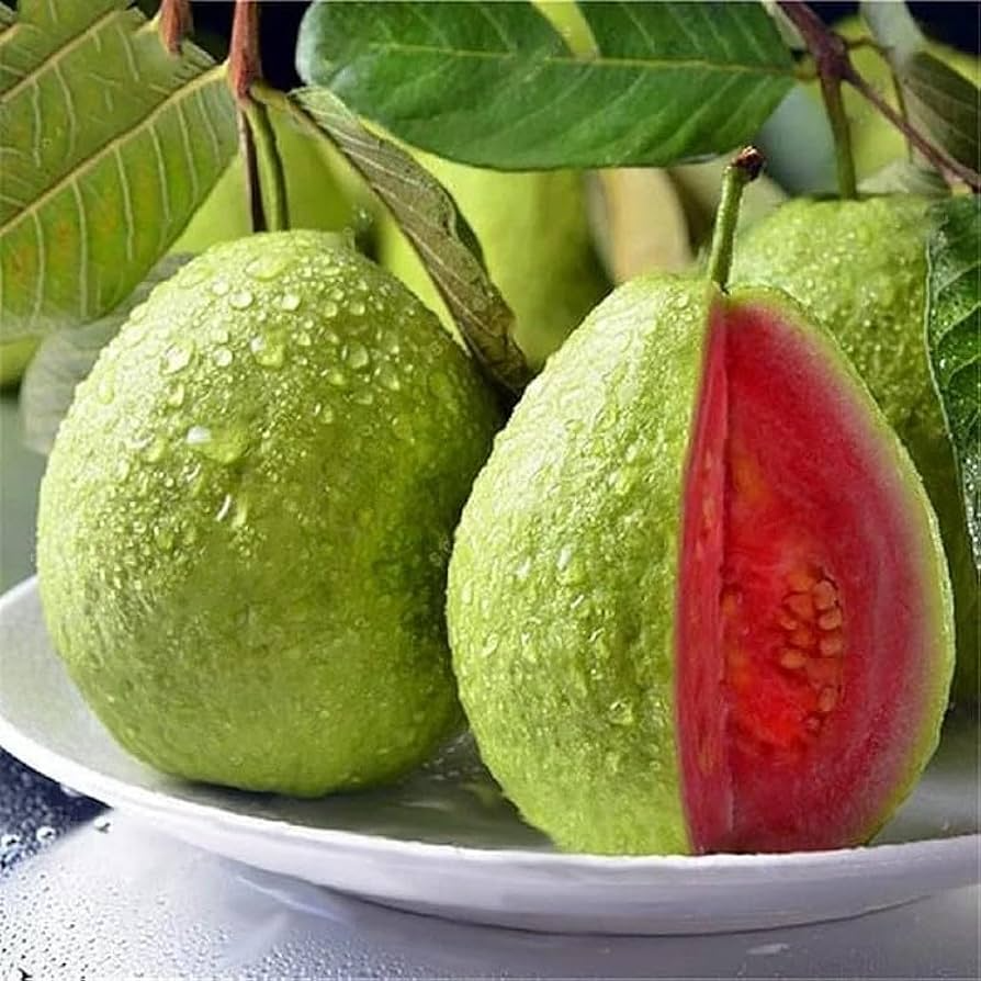 Tropical Fruit Seeds 50pcs Pink Guava Psidium cattleianum Organic Exotic Fruit Tree