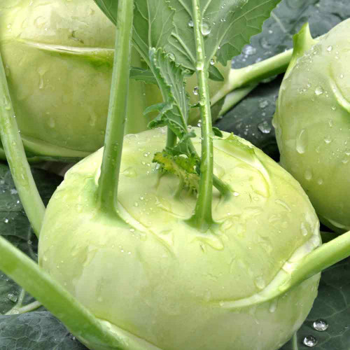 White Vienna Kohlrabi Seeds – Heirloom Non-GMO Brassica oleracea, Crisp & Nutritious Vegetable Seeds for Salads & Cooking