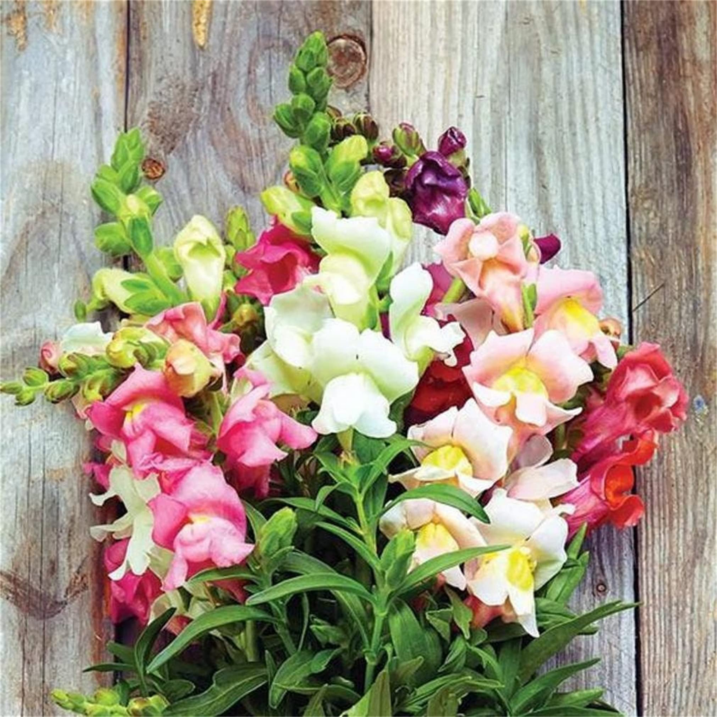 Antirrhinum majus Seeds | Summer Berry Blend | Vibrant Pink, Raspberry & Peach | Johnny's Potomac Snapdragon Seeds