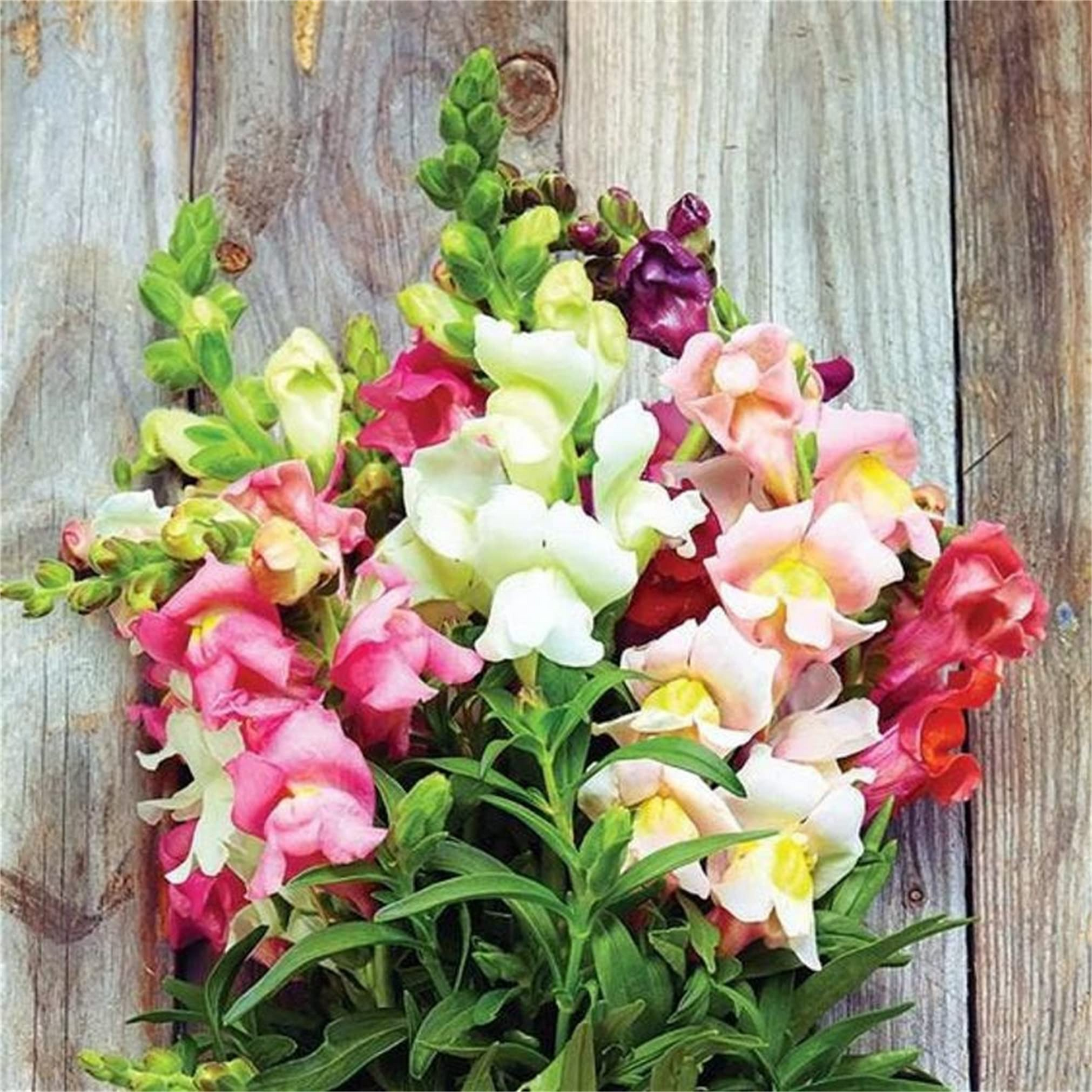 Antirrhinum majus Seeds | Summer Berry Blend | Vibrant Pink, Raspberry & Peach | Johnny's Potomac Snapdragon Seeds