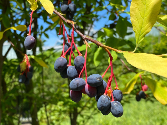 10 Indian Plum Seeds Oso Berry Edible Fruit Shrub Oemleria cerasiformis Native, Fast-Growing, Wildlife-Friendly, Edible Garden Plant