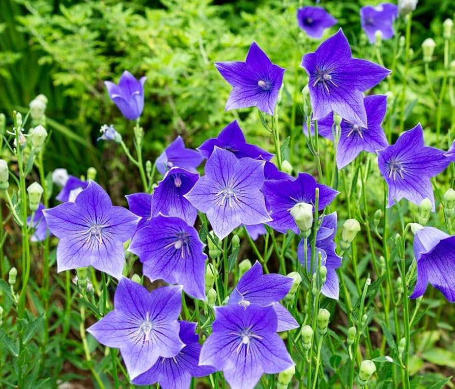 1000 Balloon Flower Seeds | Platycodon grandiflorus | Non-GMO Perennial | Blue, White, Pink Flowers | Easy to Grow