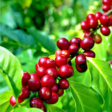 10 Coffea Arabica Seeds – Exotic Indoor Coffee Plant, Arabian Coffee Tree, Tropical Houseplant, Edible Coffee Fruit