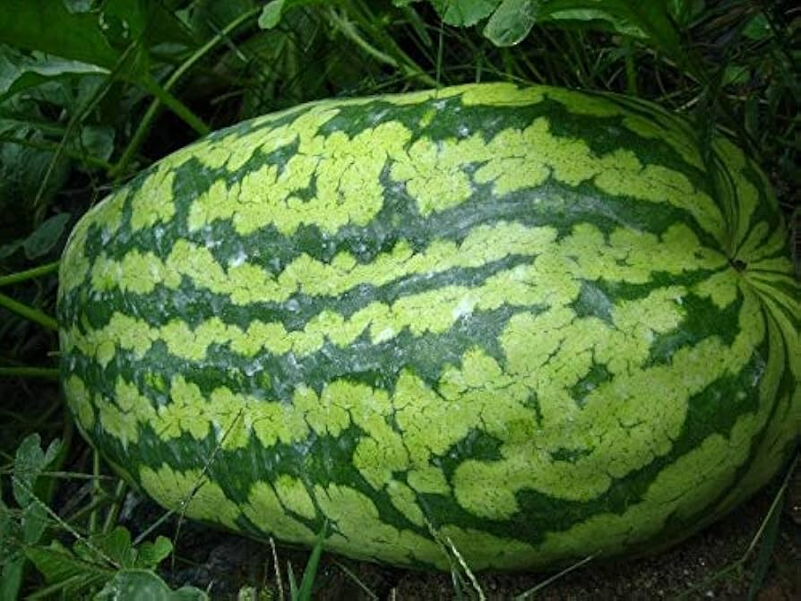 Carolina Cross Watermelon Seeds – Heirloom Giant Fruit Seeds for Sweet Pink Flesh & High-Yield Harvest – Citrullus lanatus