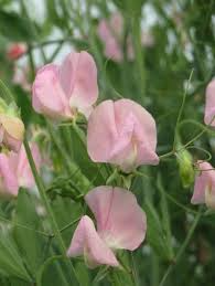 Janet Scott Sweet Pea Seeds – Fragrant Rose-Pink Blooms, Climbing Vines for Trellises & Bouquets, Lathyrus odoratus, 50 Seeds