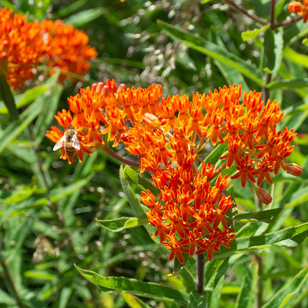 Butterfly Weed Plants Bare Root Asclepias tuberosa Pollinator-Friendly Monarch Host, Bright Orange Blooms, 10 Pack