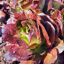 Red Romaine Lettuce Seeds 1g Heirloom Non-GMO Crisp Nutritious Salad Green Lactuca sativa