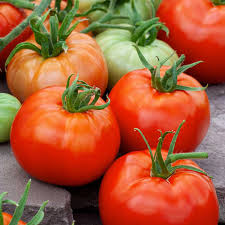Tomato Ace 55 Seeds – Heirloom, Low-Acid, High Yield, Disease-Resistant Solanum lycopersicum