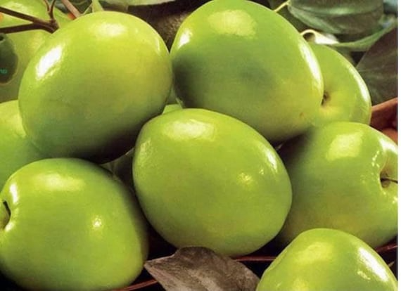 Taiwan Green Jujube Graft Cuttings – 4 Unrooted 10" Long, Juicy Sweet Fruit 19 Brix, Ziziphus jujuba, Tree Propagation