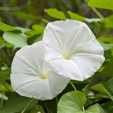 25 Moonflower Seeds - White Night-Blooming Morning Glory Vine, Ipomoea alba, Fragrant Climbing Annual, Non-GMO, Large White Flowers