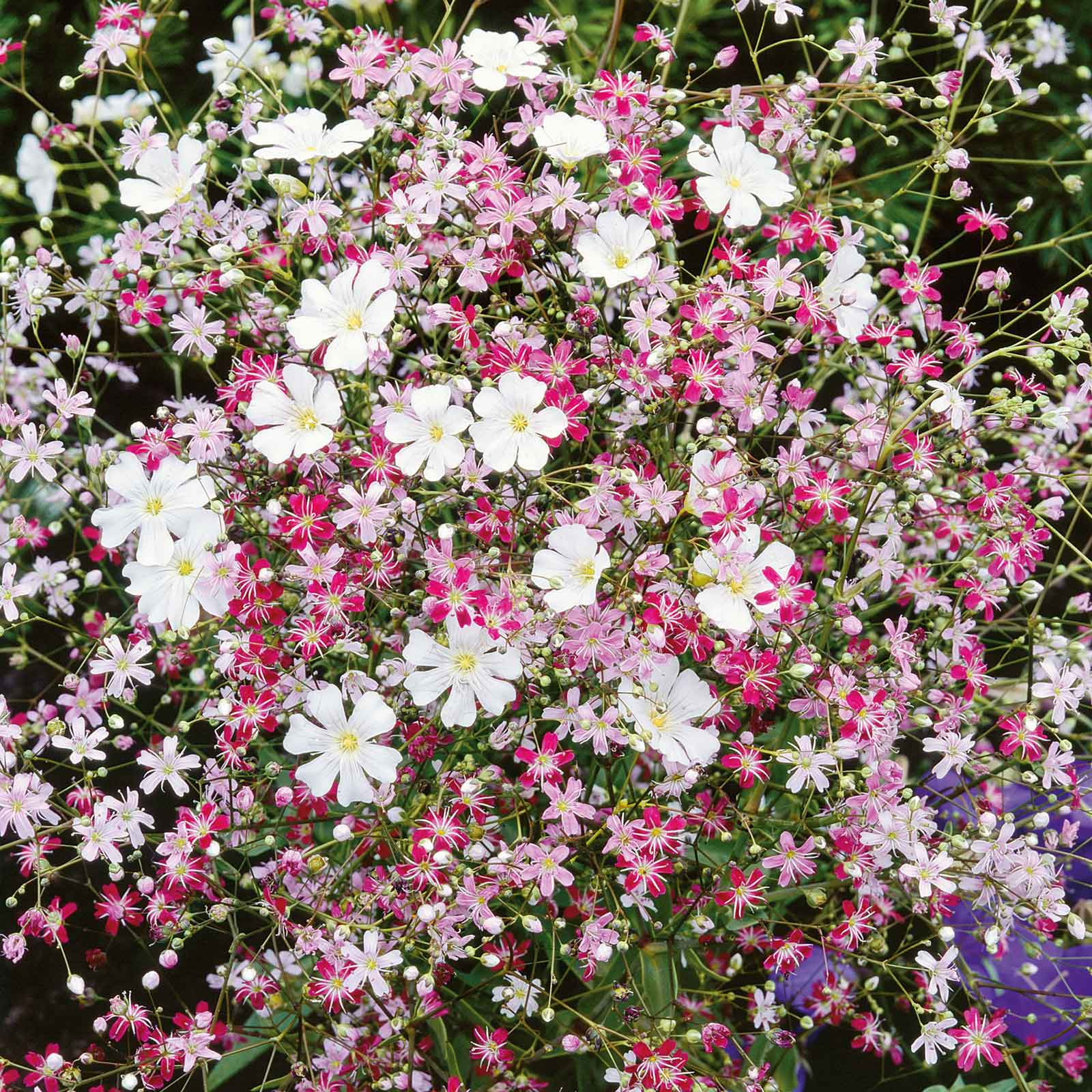 Baby's Breath Seeds MIXED COLORS Non-GMO Heirloom Pollinator-Friendly Delicate White & Pink Blooms