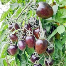 Brad's Atomic Grape Tomato Seeds - Rare Heirloom, Colorful Striped Cherry Tomatoes, Non-GMO, Sweet Flavor, Indeterminate, Solanum lycopersicum