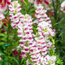 Antirrhinum majus Maryland Plumblossom Snapdragon Seeds – 1000+ Bi-Color Pink and Plum Flowers for Garden & Cut Flowers