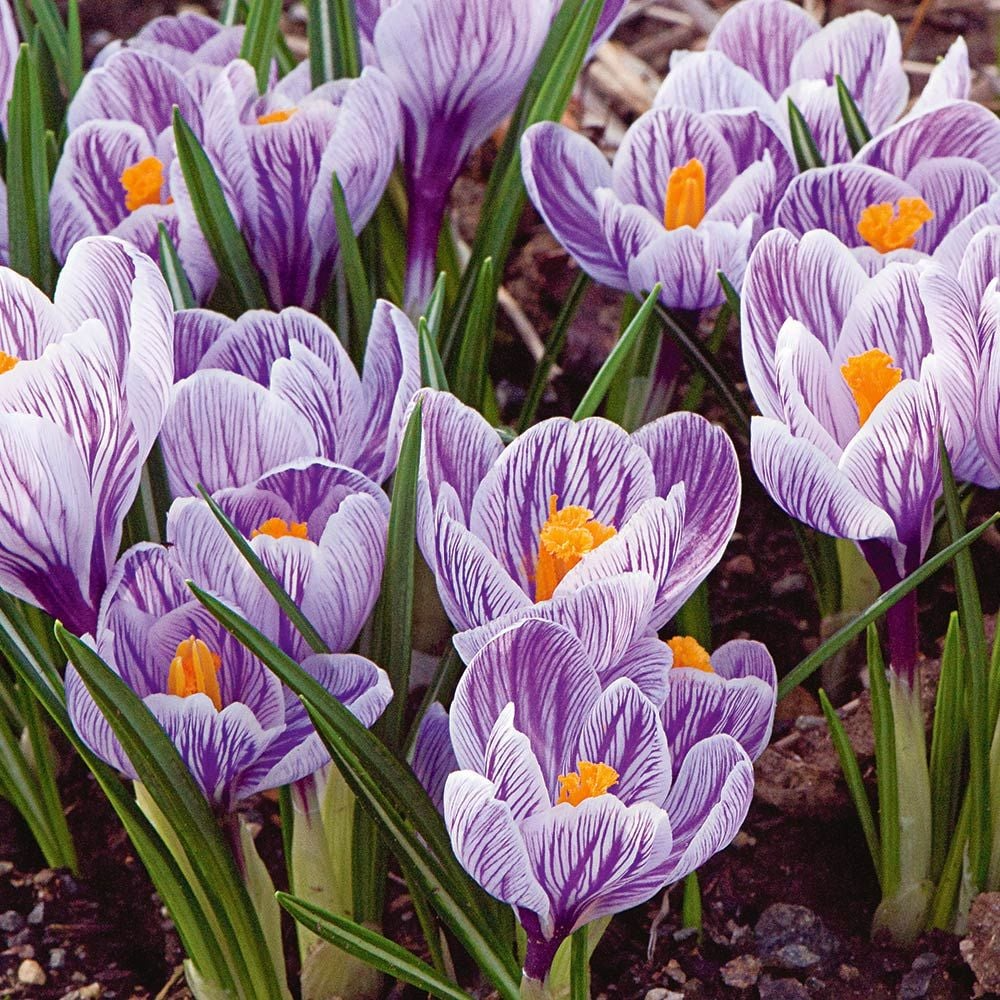 Crocus Mix Bulbs – Purple, Blue, White Striped – Perennial Flower Bulbs for Spring & Fall Blooming, Cold Hardy, Easy to Grow
