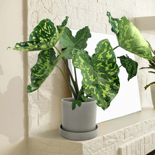 Alocasia Hilo Beauty Starter Plant 1'-2' | Tropical Indoor/Outdoor Houseplant | Low-Maintenance Humid Environment Plant | Alocasia Ã— amazonica