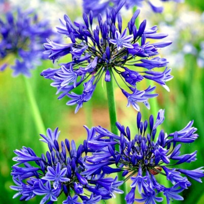 Dwarf Blue Lily of the Nile Seeds | Agapanthus ‘Peter Pan’ Perennial Flower | Zone 8-11 | Blue Blooms