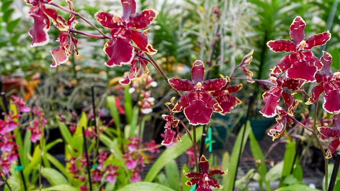 Odonticidium Wildcat 'Bobcat' Orchid Plant | Burgundy & Yellow Blooms | AM/AOS Award | Live Starter in 3" Pot