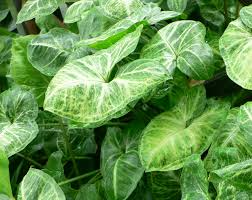 Syngonium Podophyllum Cuttings | White Butterfly Arrowhead Vine | Indoor Houseplant, Easy Care, Trailing Foliage