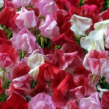 Red Rover Sweet Pea Seeds Mix – Fragrant Climbing Vines for Trellis & Cut Flowers, Lathyrus odoratus, 50+ Seeds