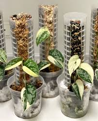 Variegated Scindapsus Mayari Rooted Cutting - Rare, Stable Foliage Plant with Sparkly Leaves, Indoor Houseplant, Exotic Aroid