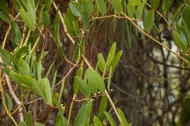 Laurel Greenbrier Seeds | Smilax laurifolia | Hardy Evergreen Vine for Wildlife & Natural Fencing | 5 Seeds