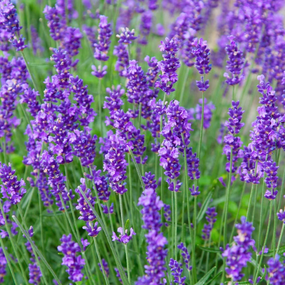 50 Seeds Munstead Lavender (Lavandula angustifolia) - Fragrant Hardy English Lavender Herb Seeds