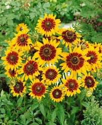 Gloriosa Daisy Seeds | Rudbeckia hirta | Bi-Colored Yellow & Red Blooms | Drought Tolerant Perennial Wildflower Seeds